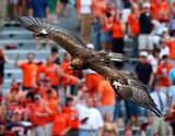 eagle.jpg image by lcmdavidson