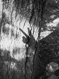 tree.jpg image by SomeMistakeAreTooMuchFunToOnlyMakeOnce